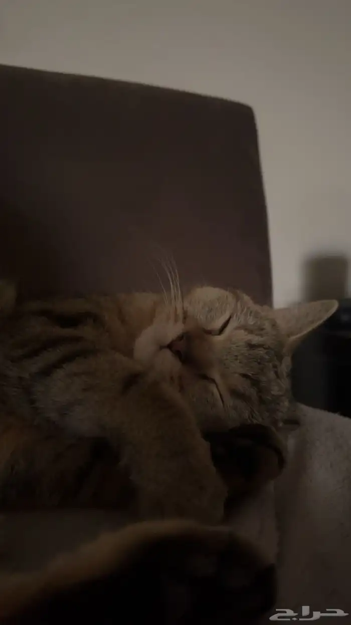 قطه للتبني 6