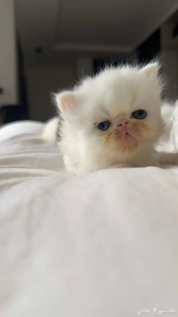 كيتن بيكي فيس 2