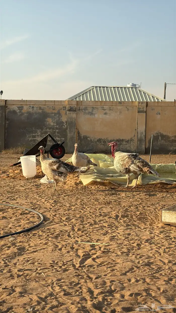 طقم دجاج كويتي بياض - رومي بياض 1