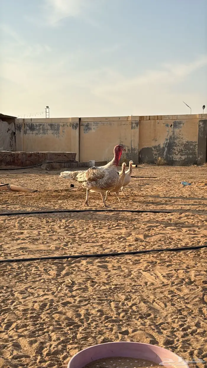 طقم دجاج كويتي بياض - رومي بياض 2