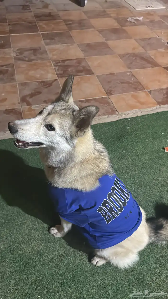 وهاسكي عمرها ثمنيه شهور واسماها لوكا والأنثى 3