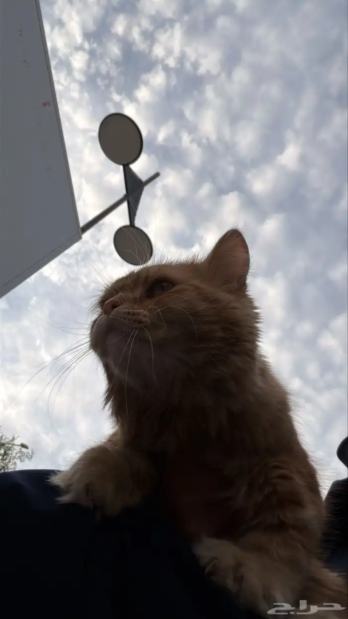 انقاذ قط في الوشم حي المربع 5