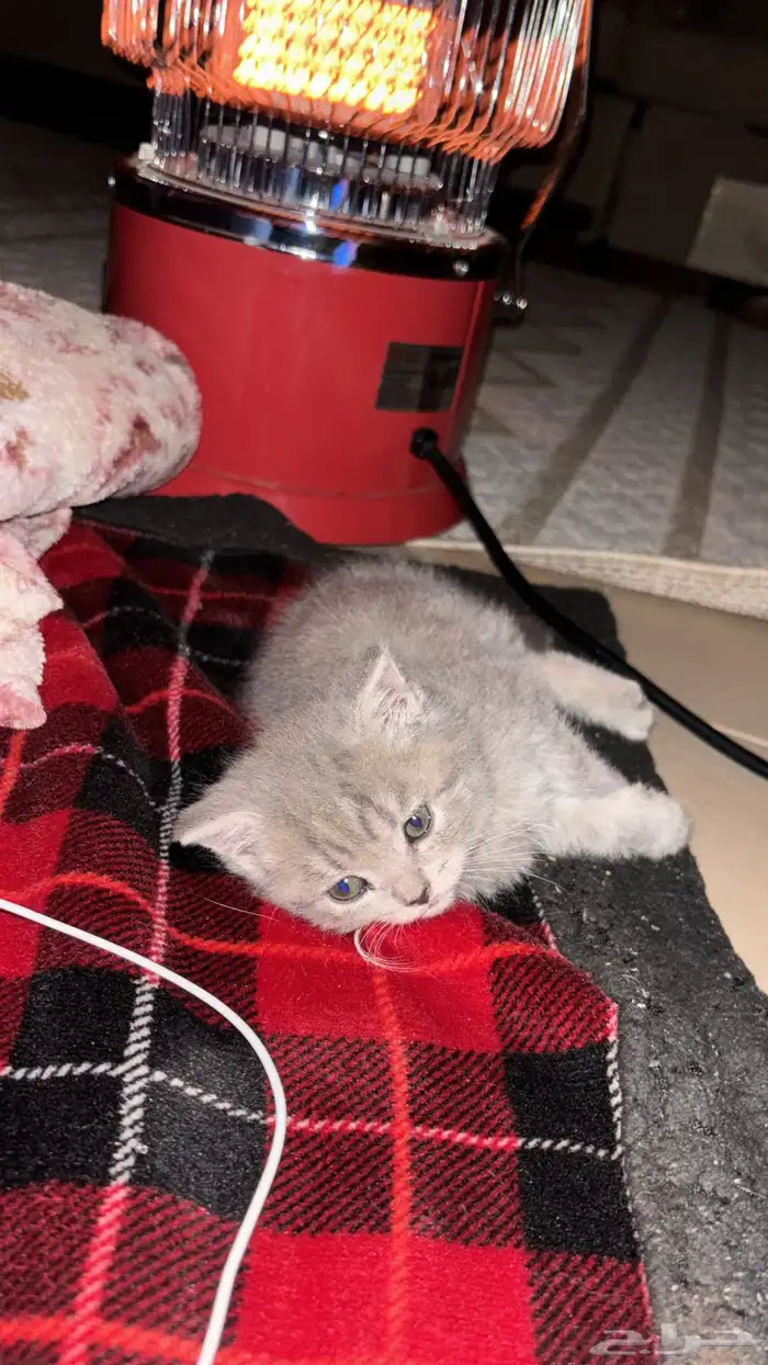 قط سكوتش فولد 1