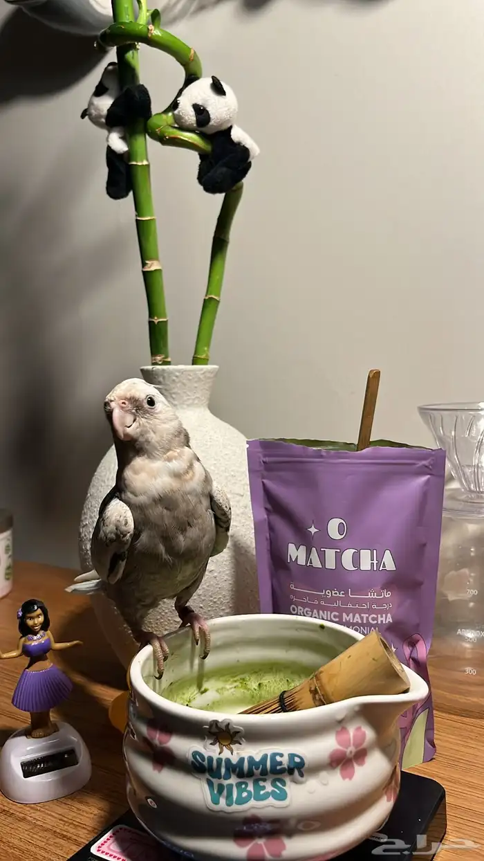 كروان انثى مفقوده الي يلقاه له مبلغ مالي 1