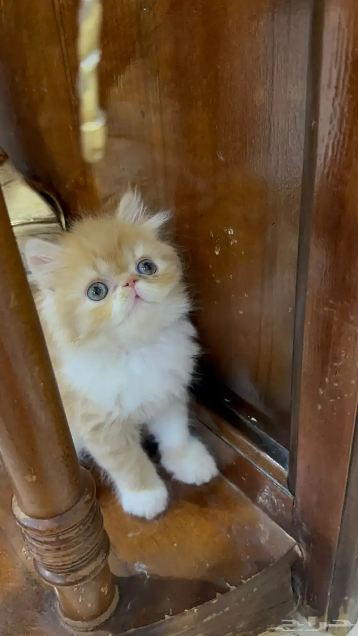 دكر بيرشن بيكي فيس العمر شهر ونص خالي من أي أمراض 4