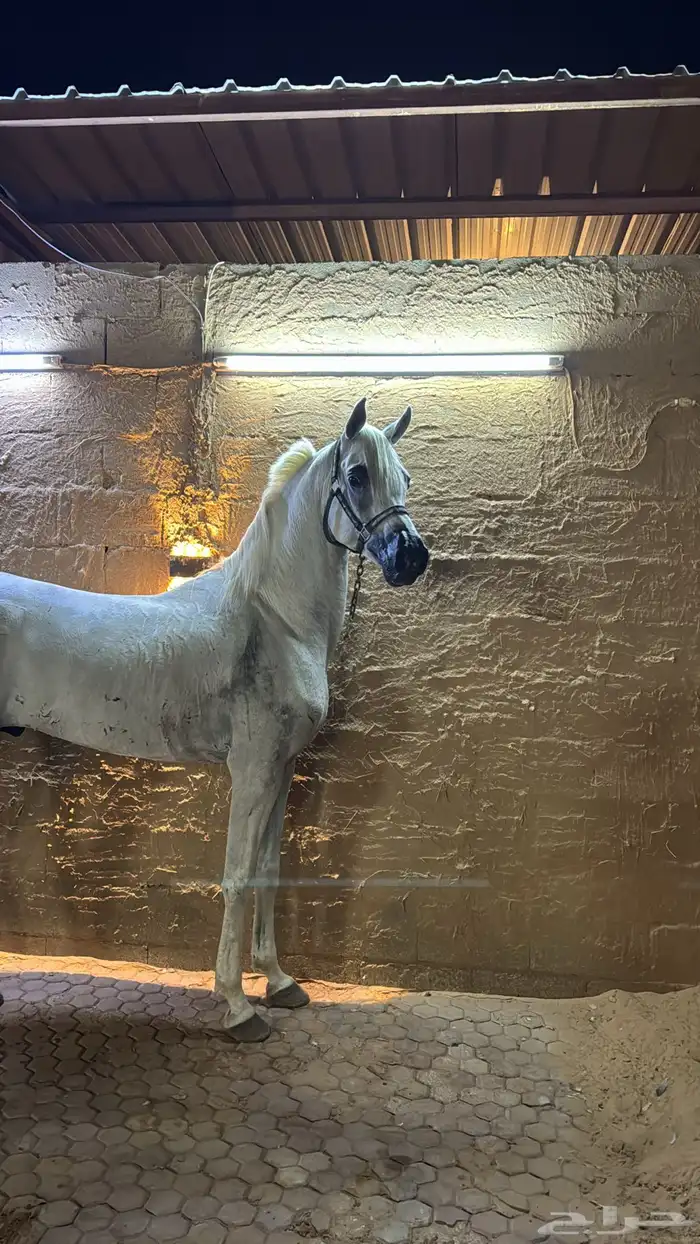 حصان واهو والبيع شعبي 0