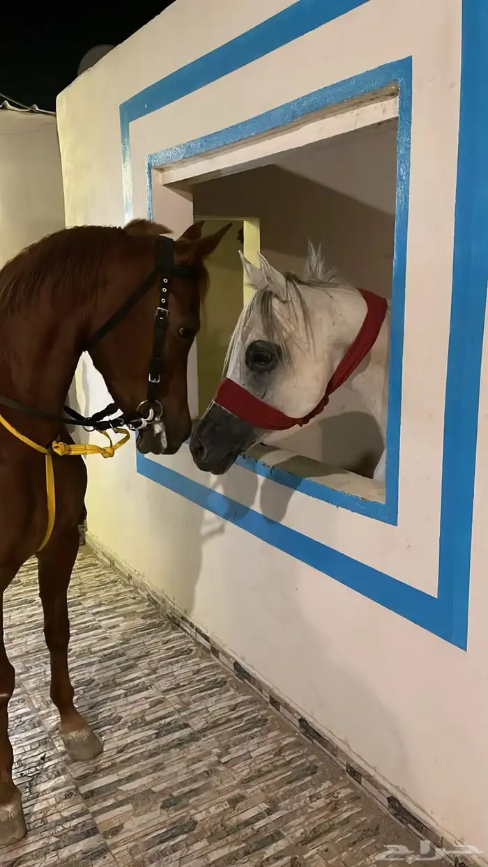 حصان شعبي حار كفو 3