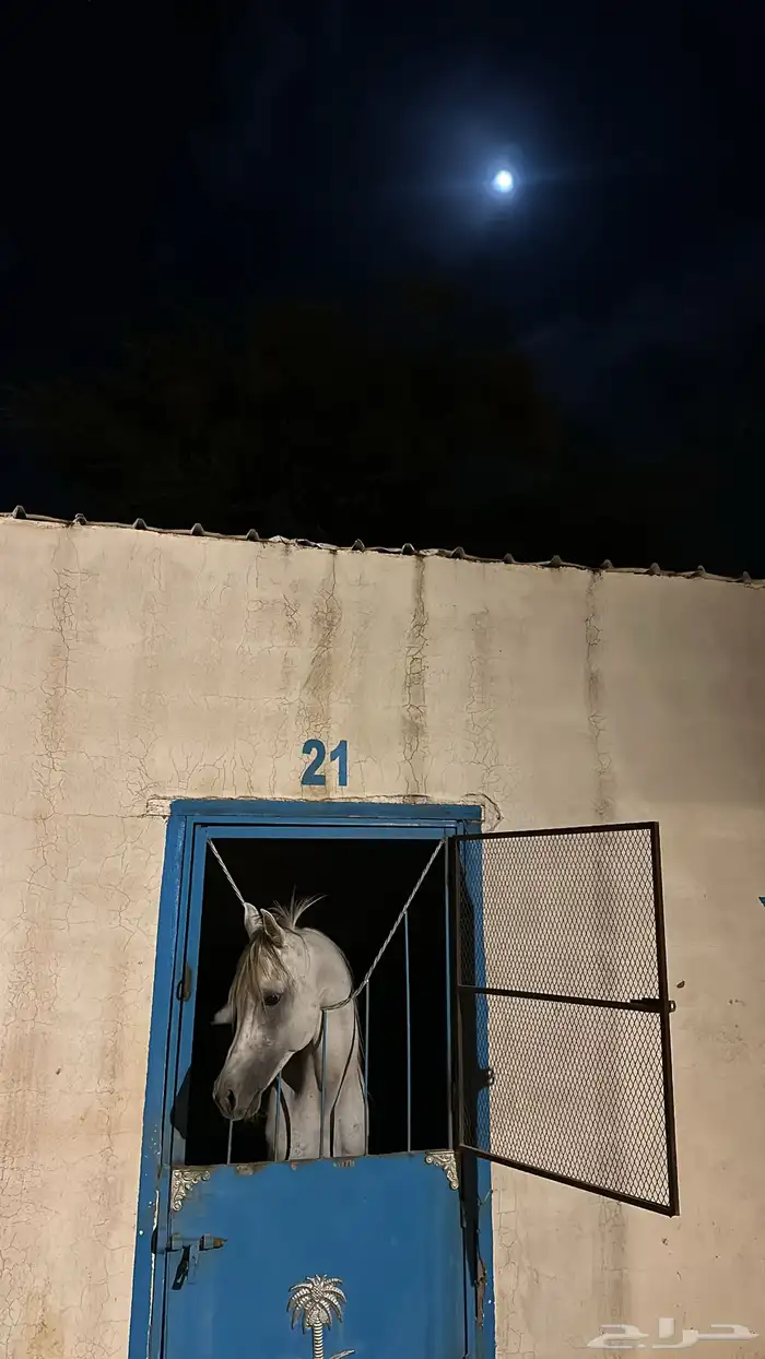 حصان شعبي حار كفو 4