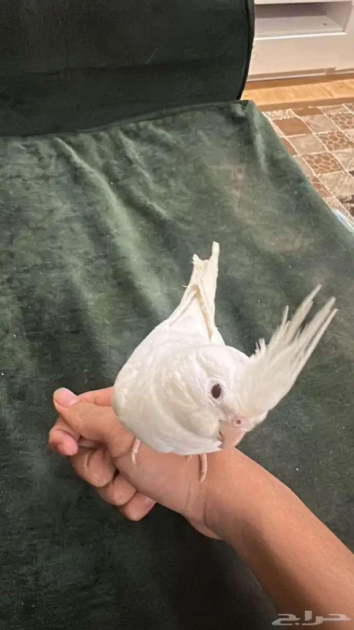 كروان ككوتيل 1