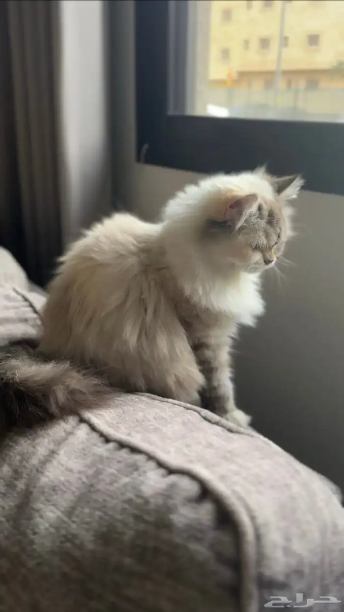 قطه بيضاء ضائعه بحي الروابي اللي يحصلها يتواصل 0