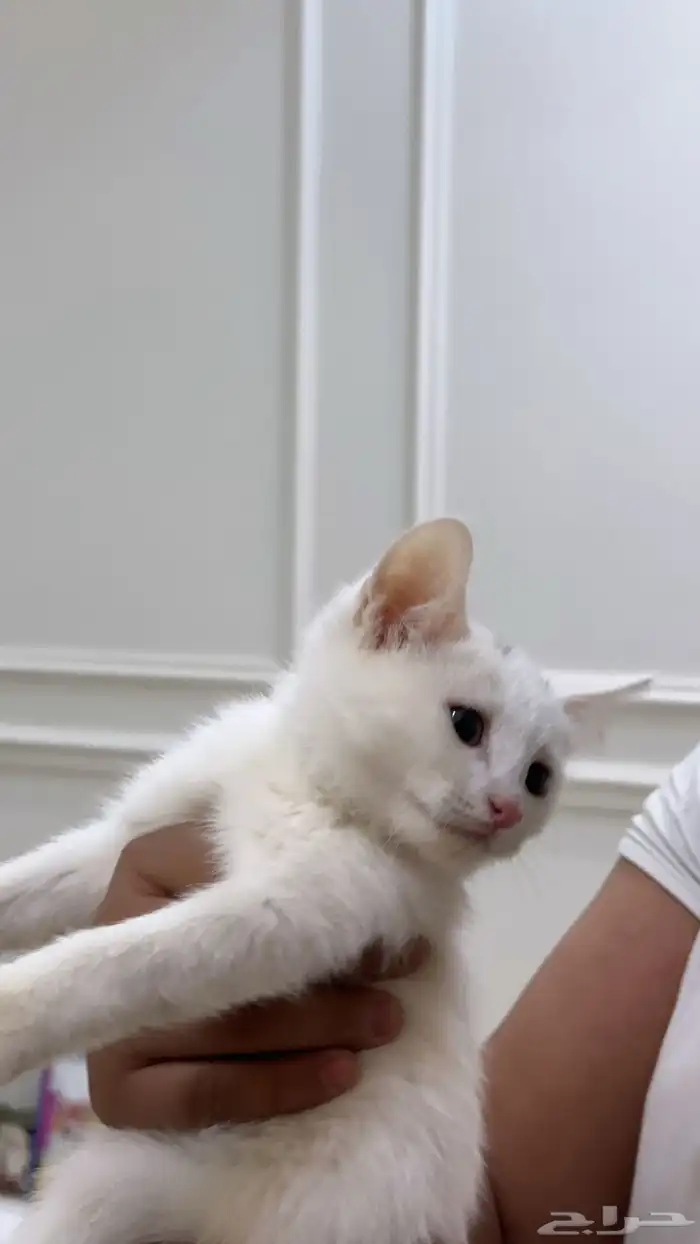 قطوه وارنب 1