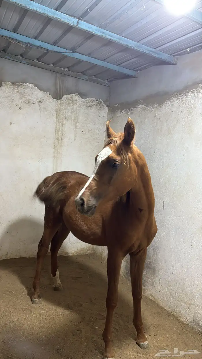 مهر بوراقه للبيع 1