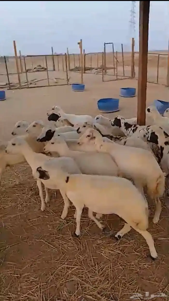 20 رخال جذعات شرط 6