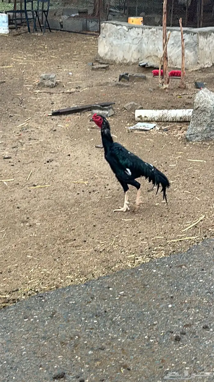 ديك بكستاني حار 0