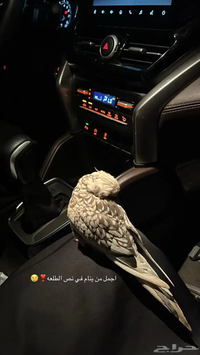 كروان انثى مفقوده الي يلقاه له مبلغ مالي 2