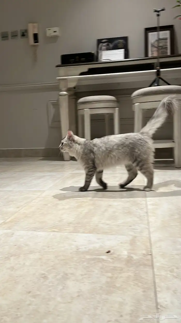 قطه مفقوده 0