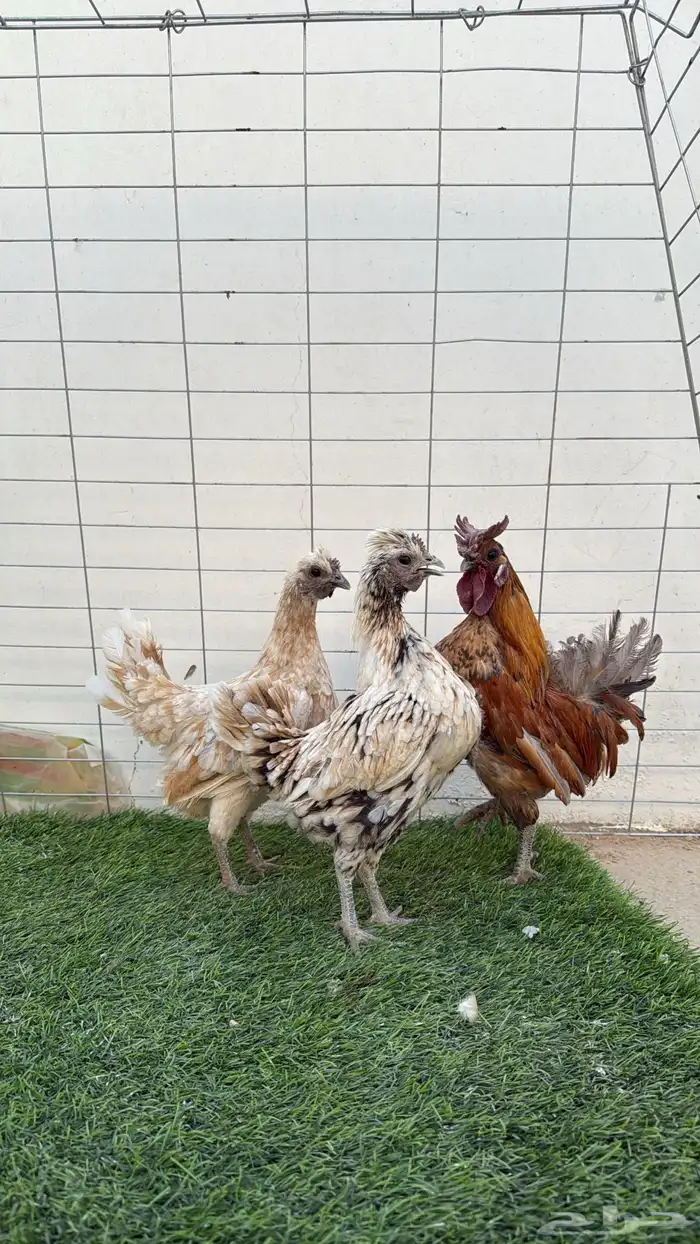 طقم دجاج كويتي بياض - رومي بياض 0