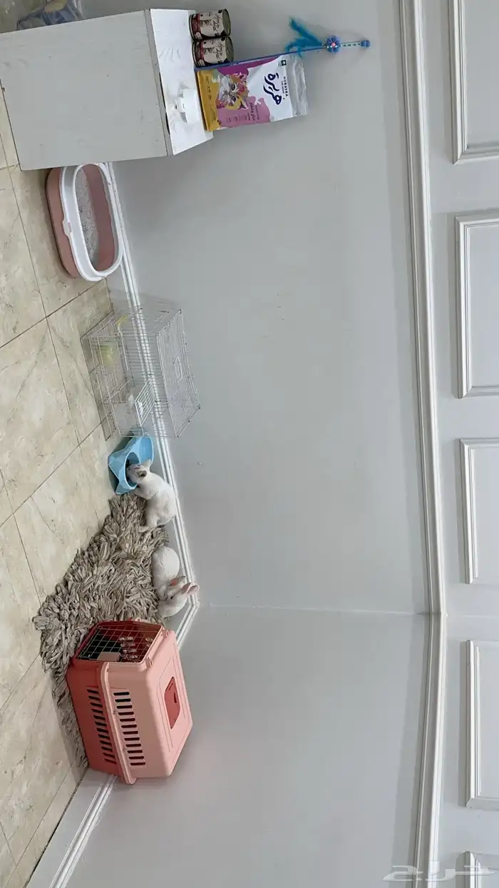 قطوه وارنب 0