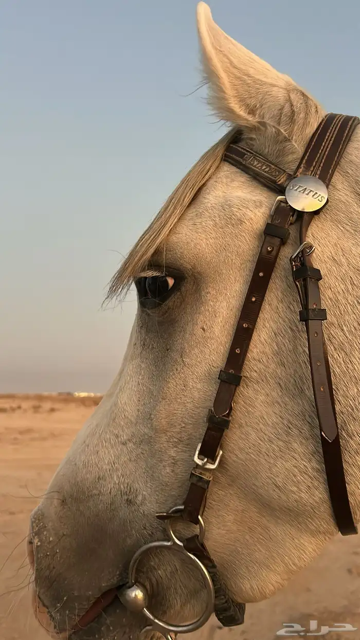 تدريب ركوب خيل 0