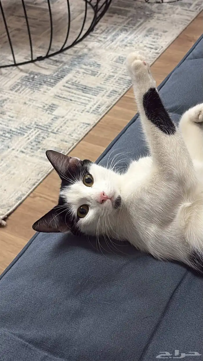 قطة حامل للتبني 2