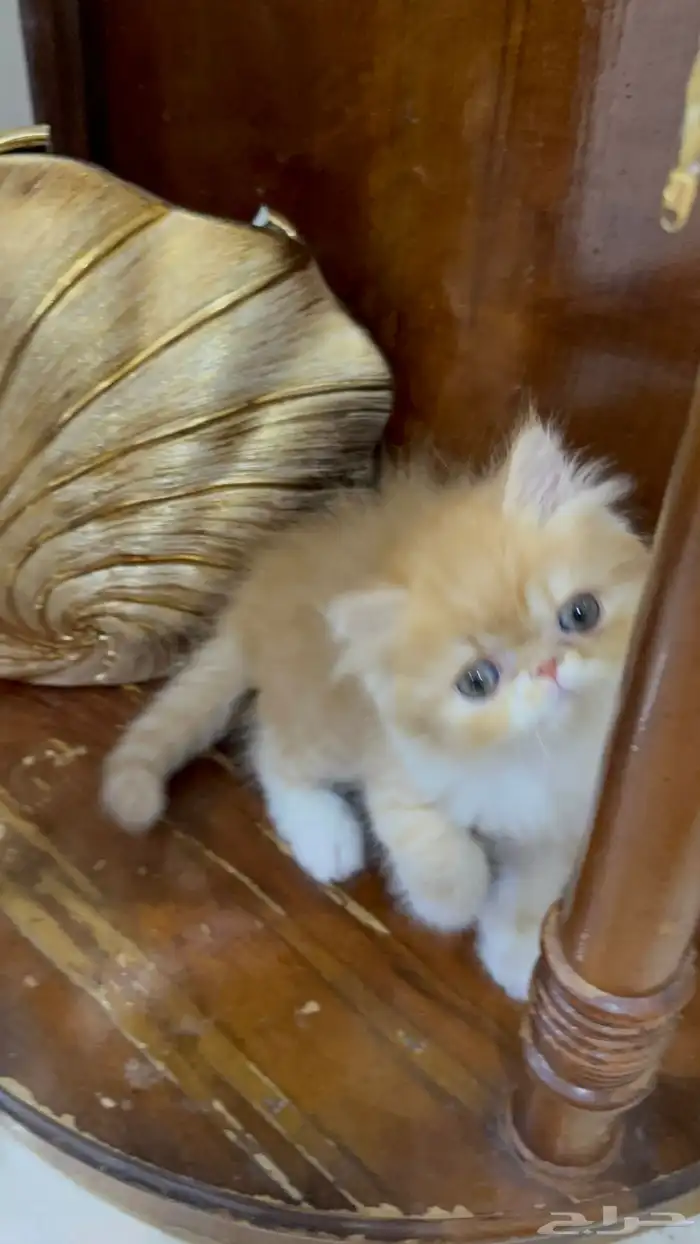 دكر بيرشن بيكي فيس العمر شهر ونص خالي من أي أمراض 2