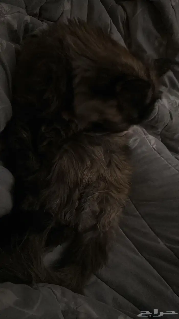 قطة للتبني 0