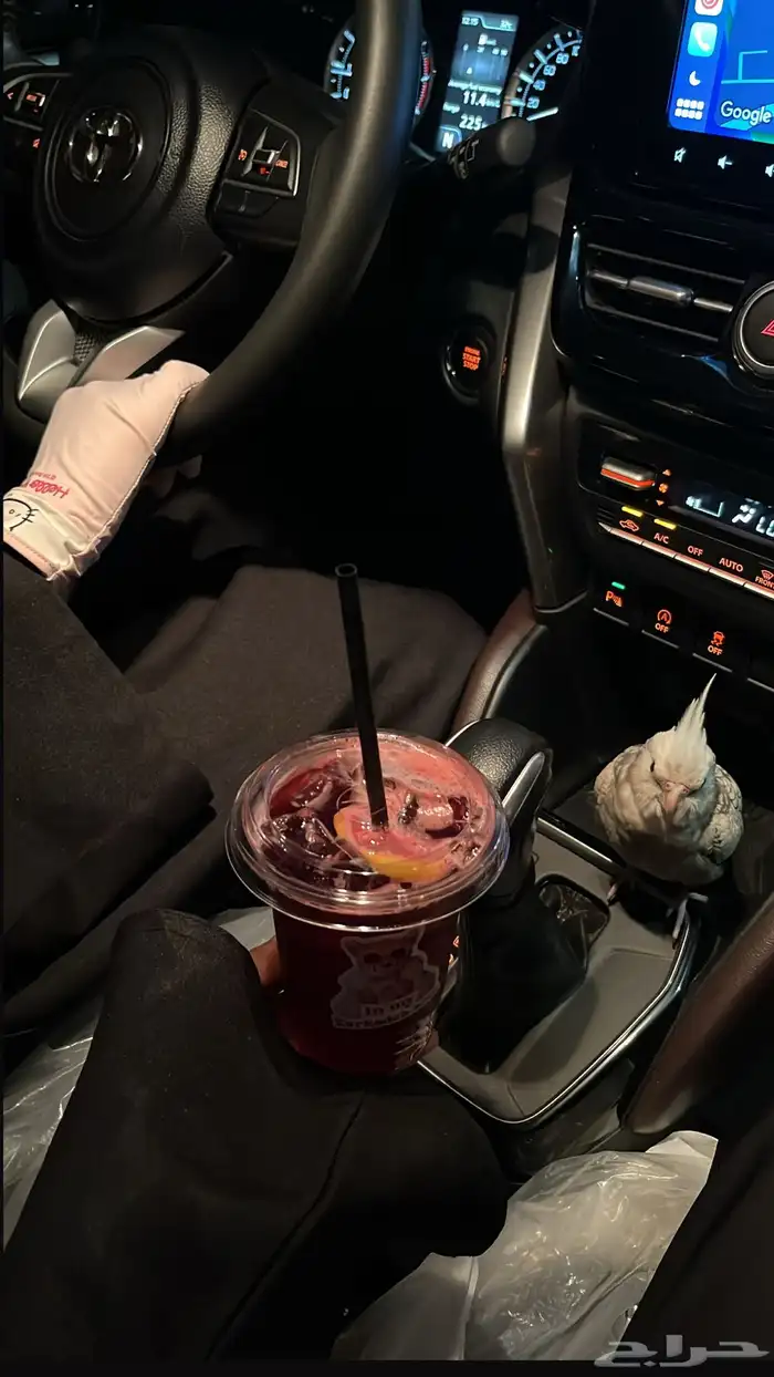 كروان انثى مفقوده الي يلقاه له مبلغ مالي 3