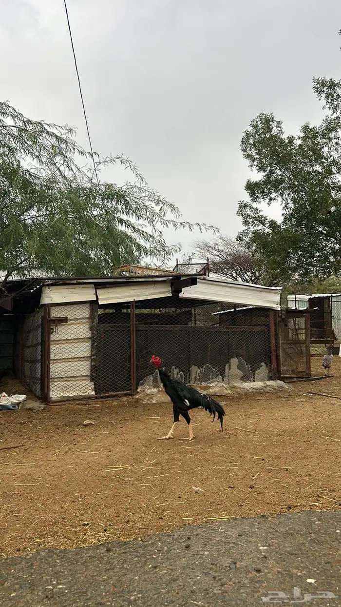 ديك بكستاني حار 1