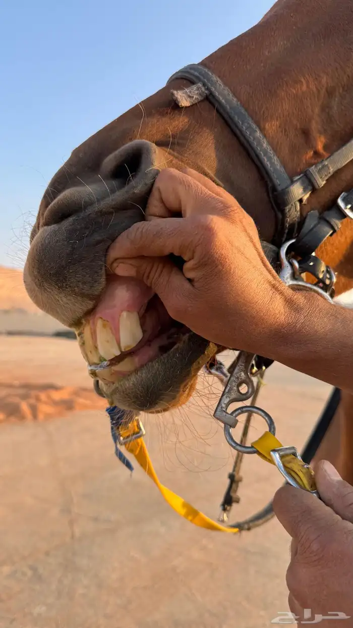 فرس انقليزيه مع ولدها 0