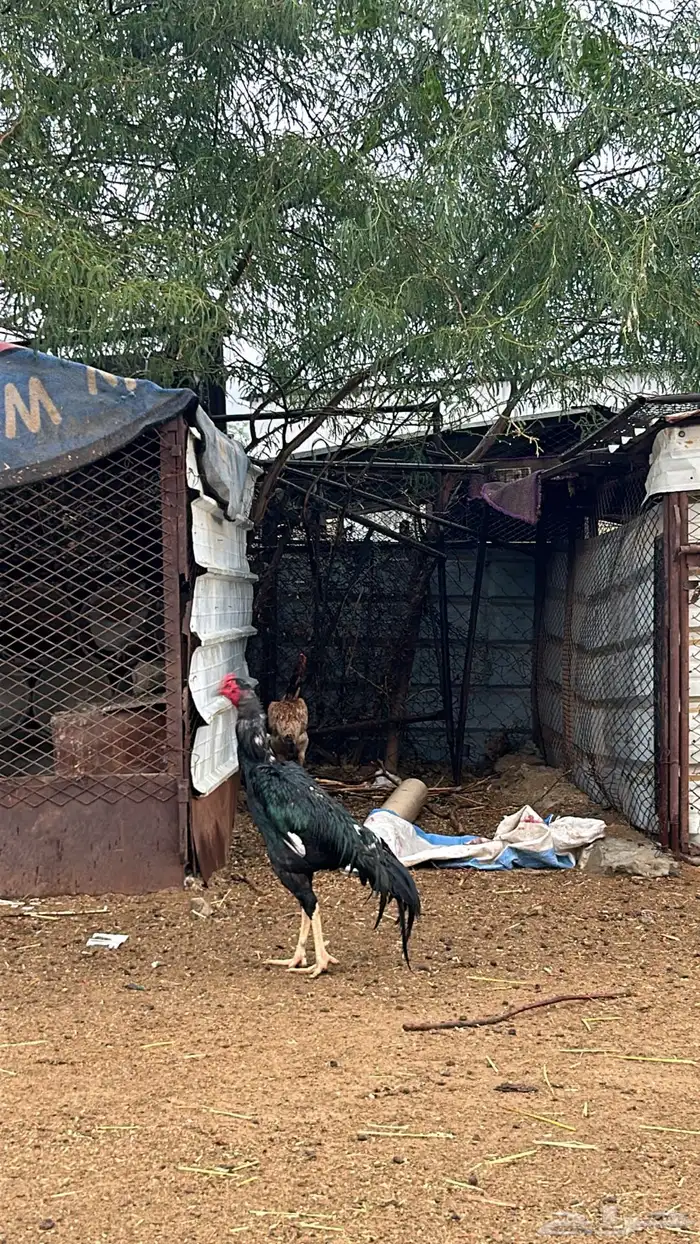 ديك بكستاني حار 2