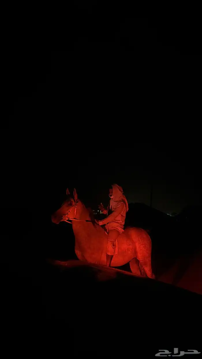 السلام عليكم احتاج بيطار مقلم حوافر حصان ف المدينه المنوره 0