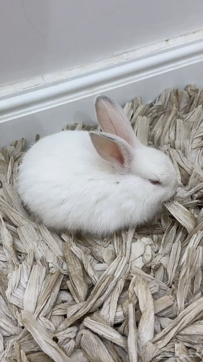 قطوه وارنب 3