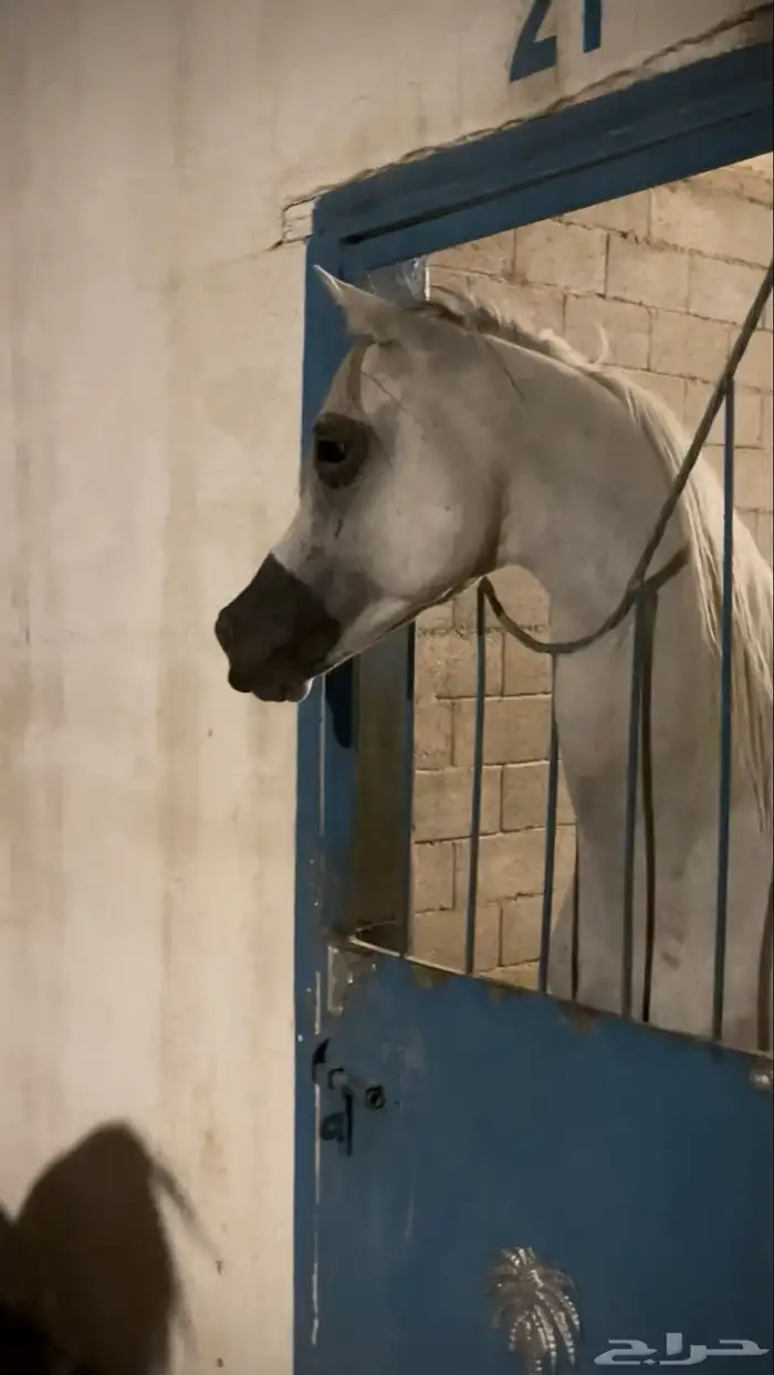 حصان شعبي حار كفو 2