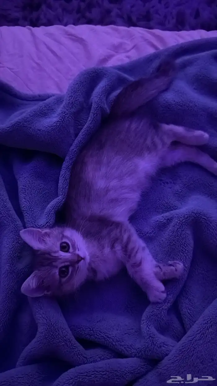 قطه صغيره للبيع 0