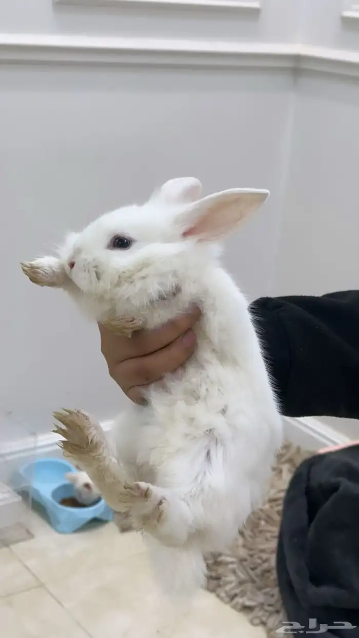 قطوه وارنب 2