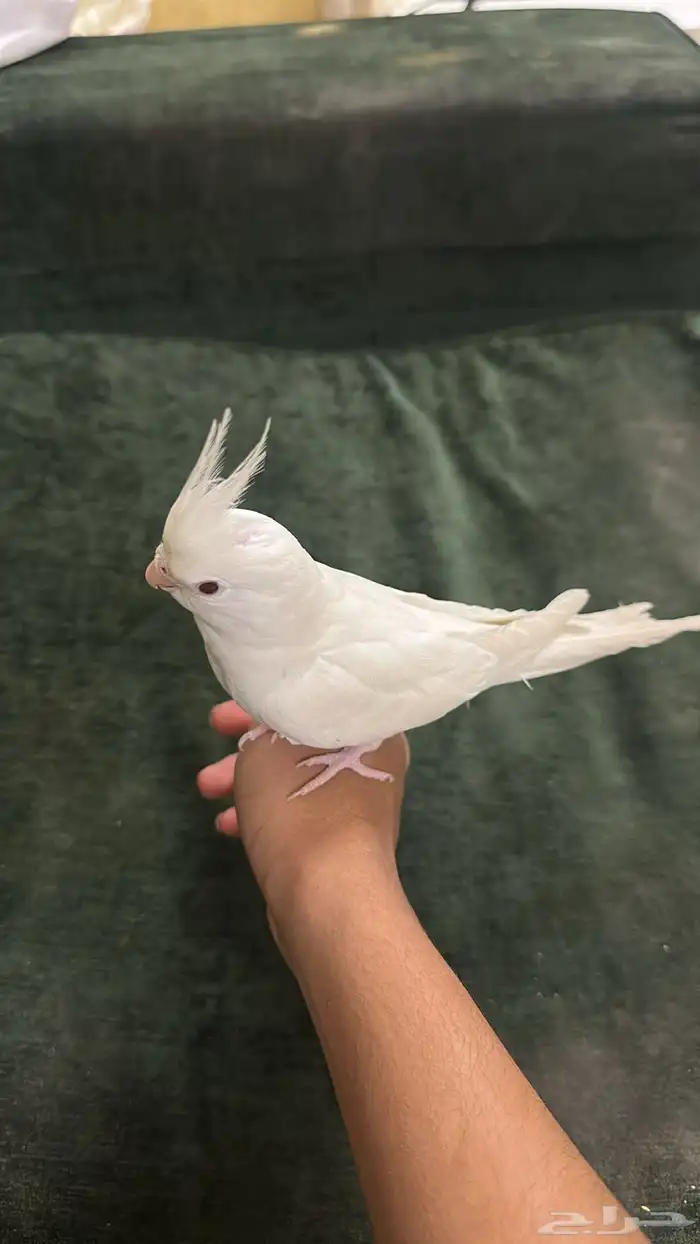 كروان ككوتيل 0