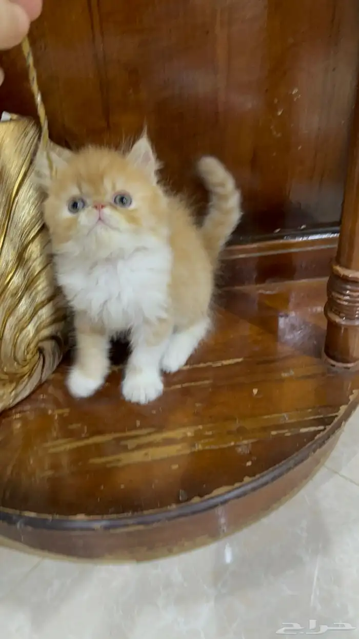 دكر بيرشن بيكي فيس العمر شهر ونص خالي من أي أمراض 5