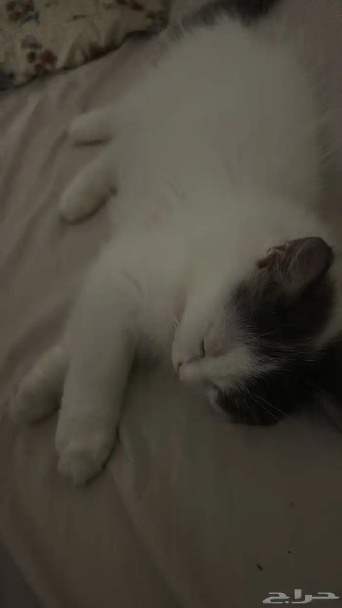 قط شيرازي ذكر 1