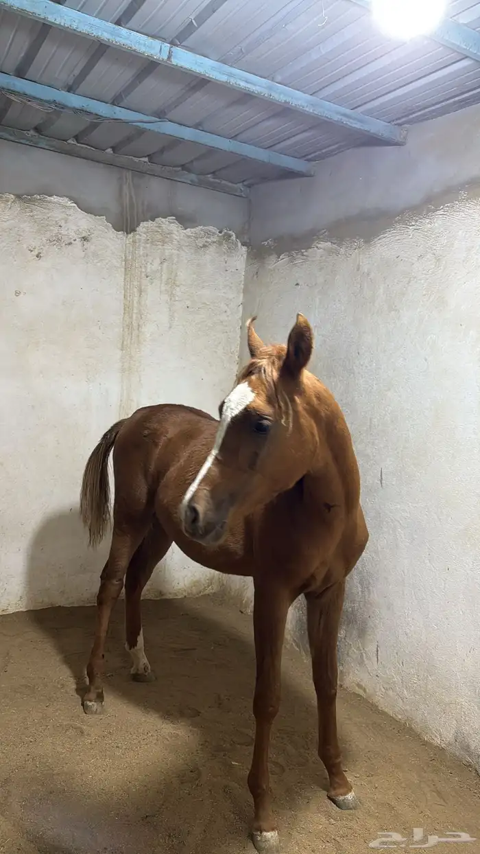 مهر بوراقه للبيع 2