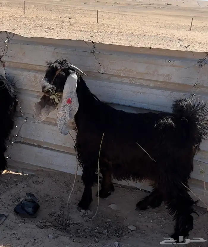 جفار عوارض طيبة 5