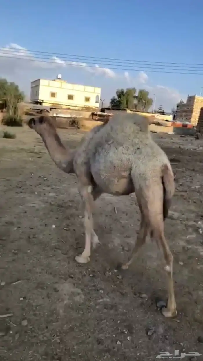 بكره مفروده للبيع اثمان 3