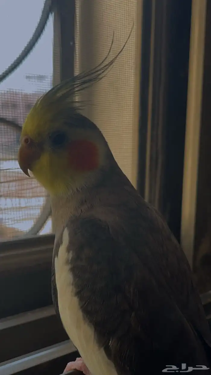طير كروان للبيع 1