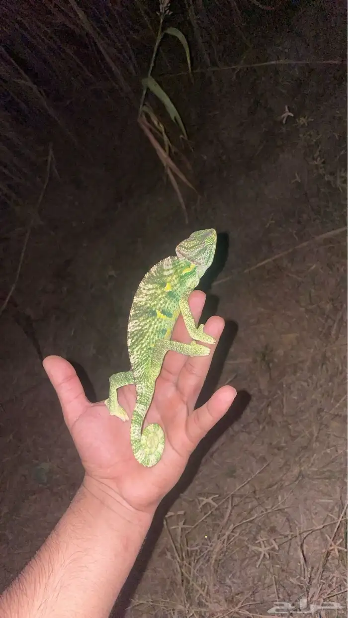 حرباء بيع بلجمله يتوفر حجم وسط كبير 2