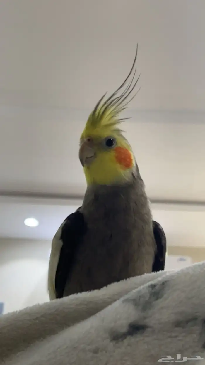 طير كروان للبيع 3