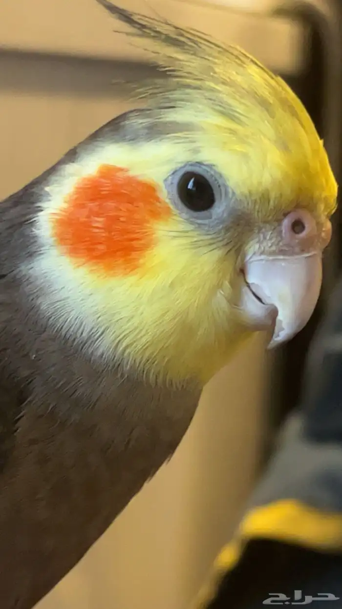 طير كروان للبيع 0