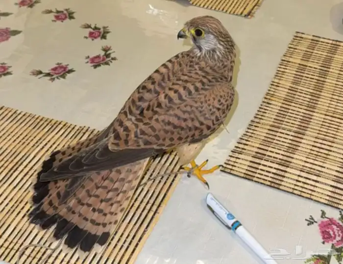 شبوط او باشق او عوسق 6