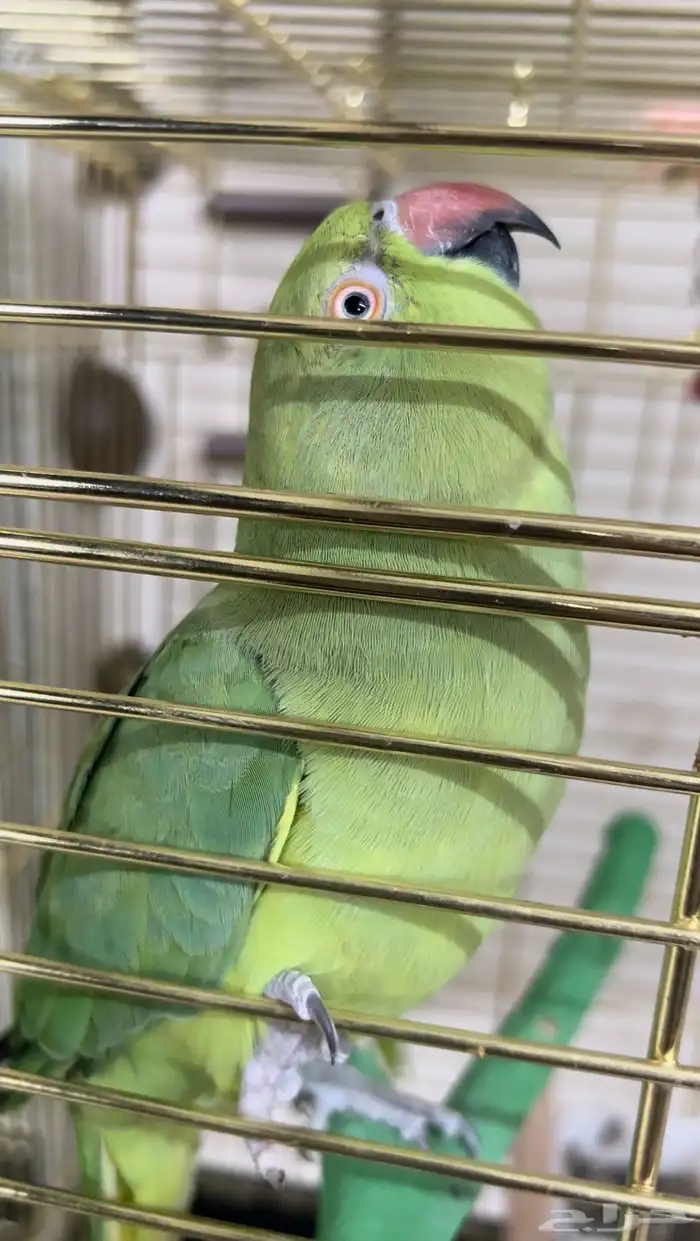 ببغاء دره اليفين ونظيفين الأعمار بين 3 و4 سنين 2