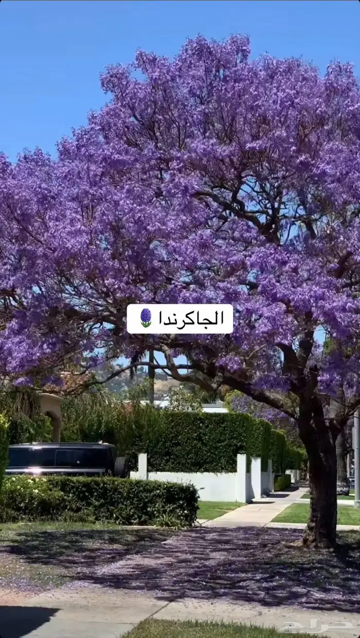 حدائق منزلية 4