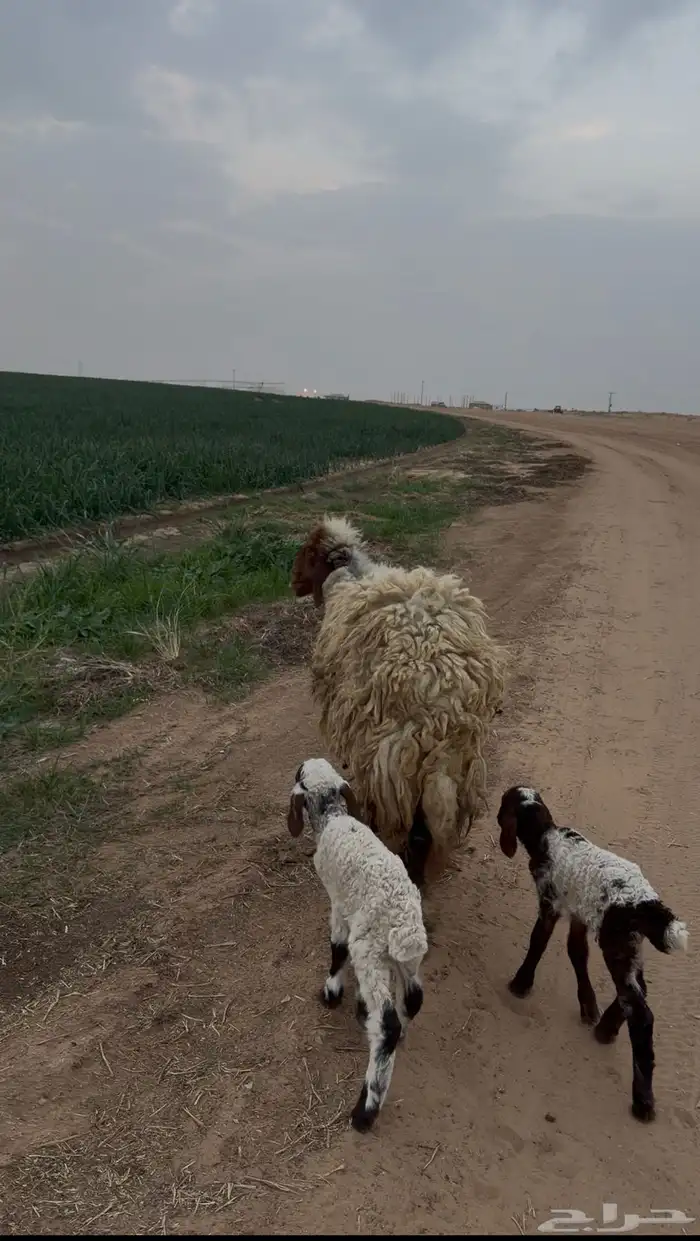 متوم بخروف ورخل 0