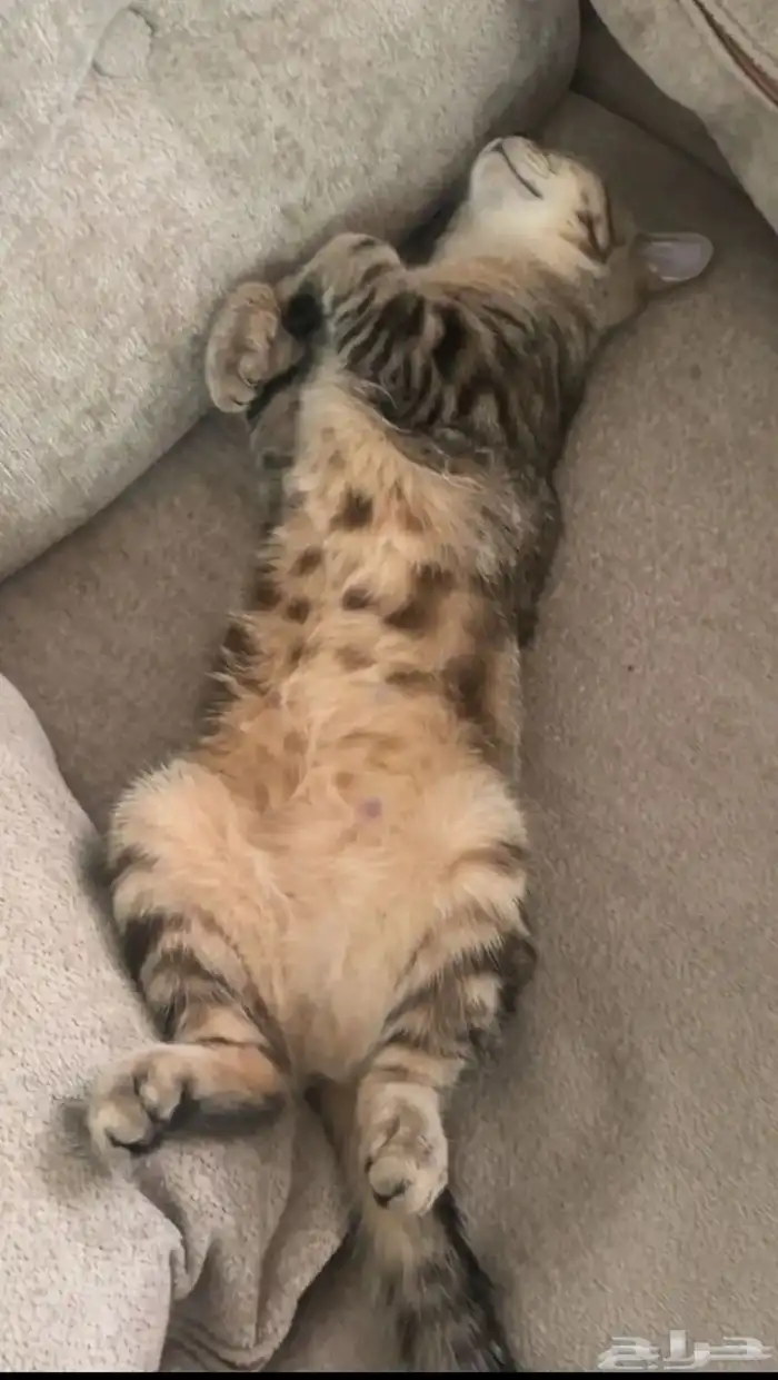 قطه للتبني 2